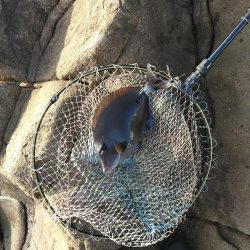 フカセ‥最高ですネ・・