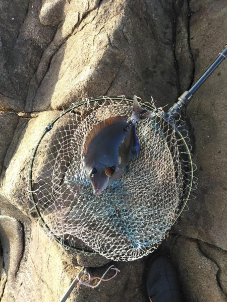 フカセ‥最高ですネ・・