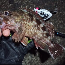 2022/03/20 南港ライトゲーム釣行