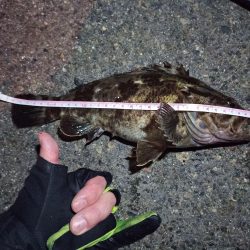 2022/03/24 南港ライトゲーム釣行 ～尺タケノコ～