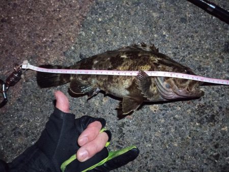 2022/03/24 南港ライトゲーム釣行…