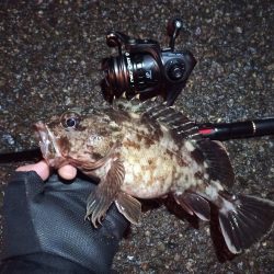 2022/03/26 南港ライトゲーム釣行