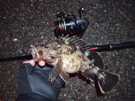 2022/03/26 南港ライトゲーム釣行