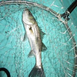 初の夜メバルボートはシーバスラッシュ!