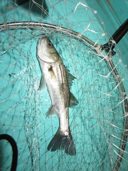 初の夜メバルボートはシーバスラッシュ！