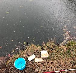 大同川コアユ釣れてます