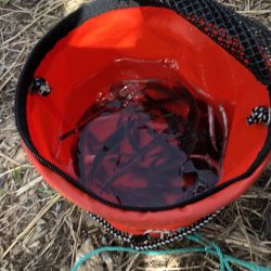 大同川モロコ４０匹コアユ１３匹