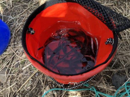 大同川モロコ４０匹コアユ１３匹