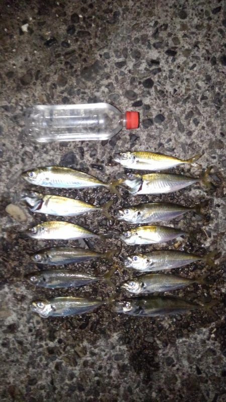 アジ狙い！　幸先は良かったのですが。。。　…