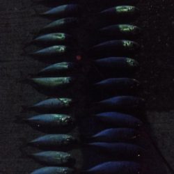 アジ1本狙い！！　久々の入れ食い！アミエビをもっと溶かしておくんやった。。。