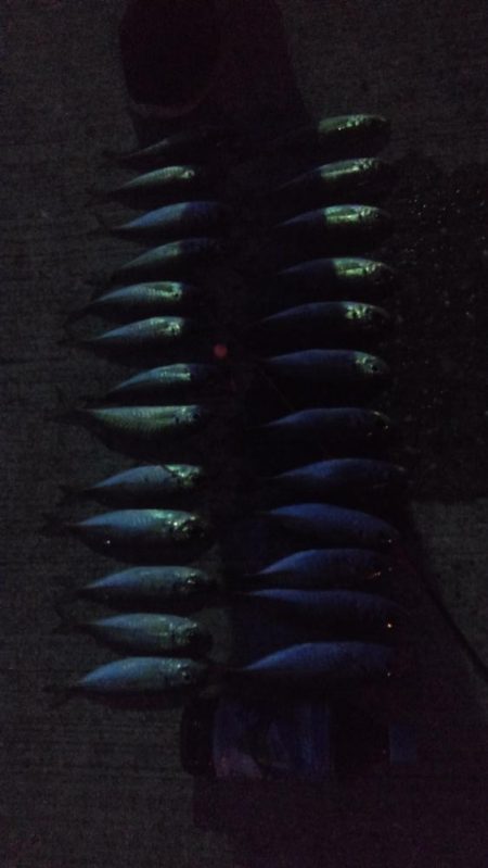 アジ1本狙い！！　久々の入れ食い！アミエビ…