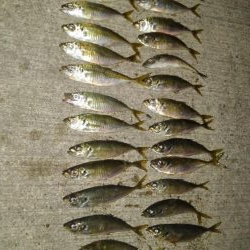 アジ1本狙い！もう少し釣れればなあ。。。　と思いながらも満足レベルでした。　