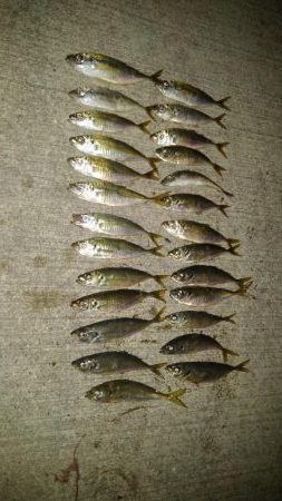 アジ1本狙い！もう少し釣れればなあ。。。　…