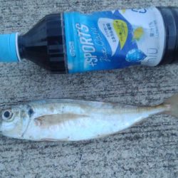 アジ！！数はともかくサイズが割と良かったかと＾＾b