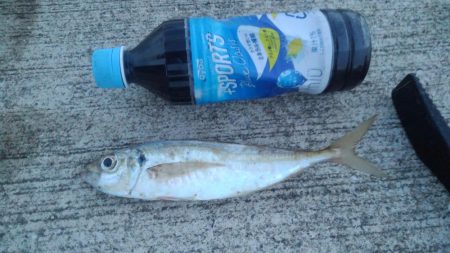 アジ！！数はともかくサイズが割と良かったかと＾＾b