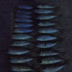 晩酌用のアジ狙い！！　渋い。。。。涙