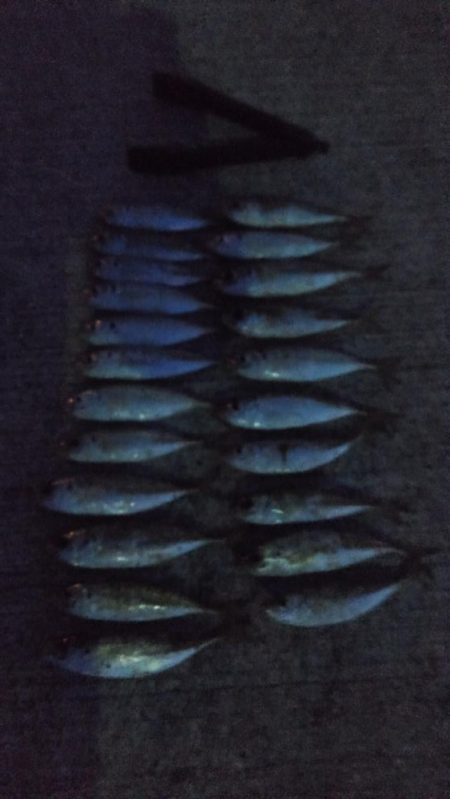 晩酌用のアジ狙い！！　渋い。。。。涙