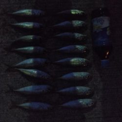 アジ1本狙い!!貴重な動物性たんぱく質!