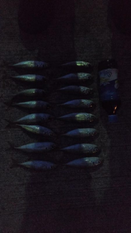 アジ1本狙い！！貴重な動物性たんぱく質！