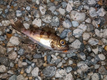 ほんの少しだけ