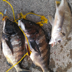 のっこみ?開幕?