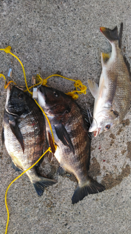 のっこみ？開幕？