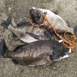 今季初の年なしつれた！