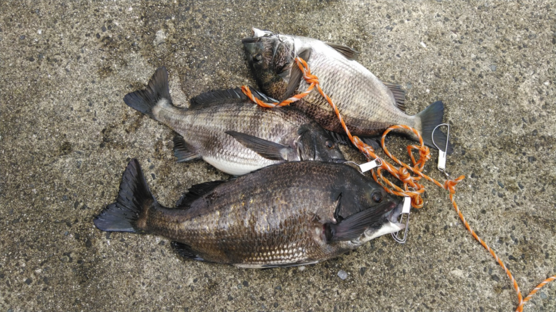 今季初の年なしつれた！