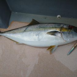 丹後半島沖でブリ