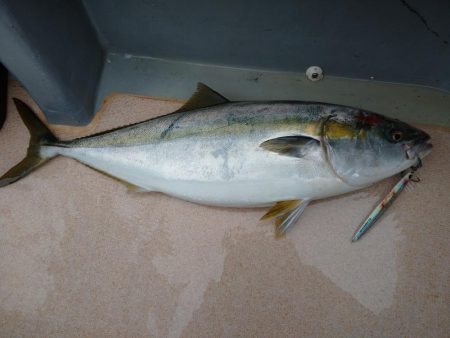 丹後半島沖でブリ