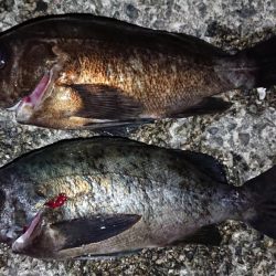 初ブルーバック!