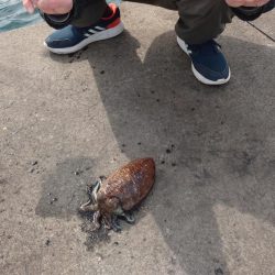 春のコウイカ開幕