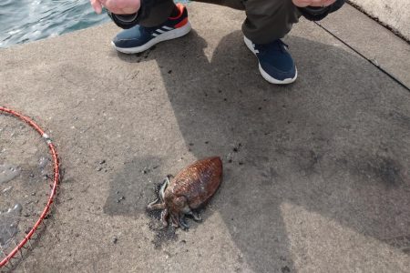 春のコウイカ開幕