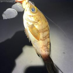 久々まともにメバリング