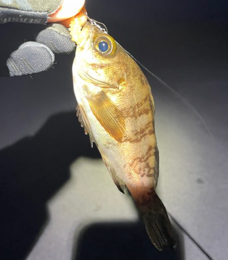 久々まともにメバリング