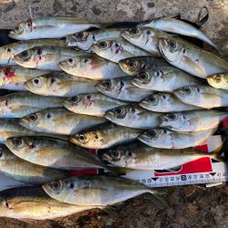 アジを釣る為の答え合わせ