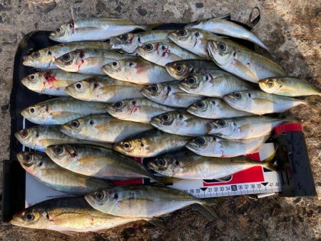 アジを釣る為の答え合わせ