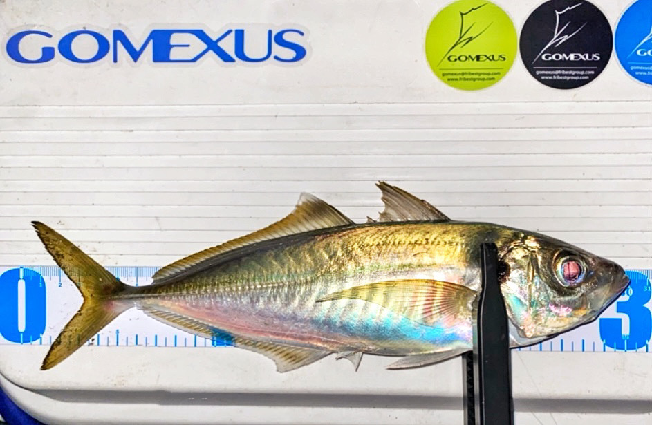 久方ぶりの鯵がほぼ尺