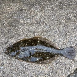 ヒラメ狙い撃ち