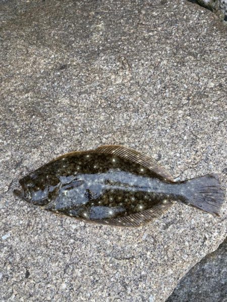 ヒラメ狙い撃ち