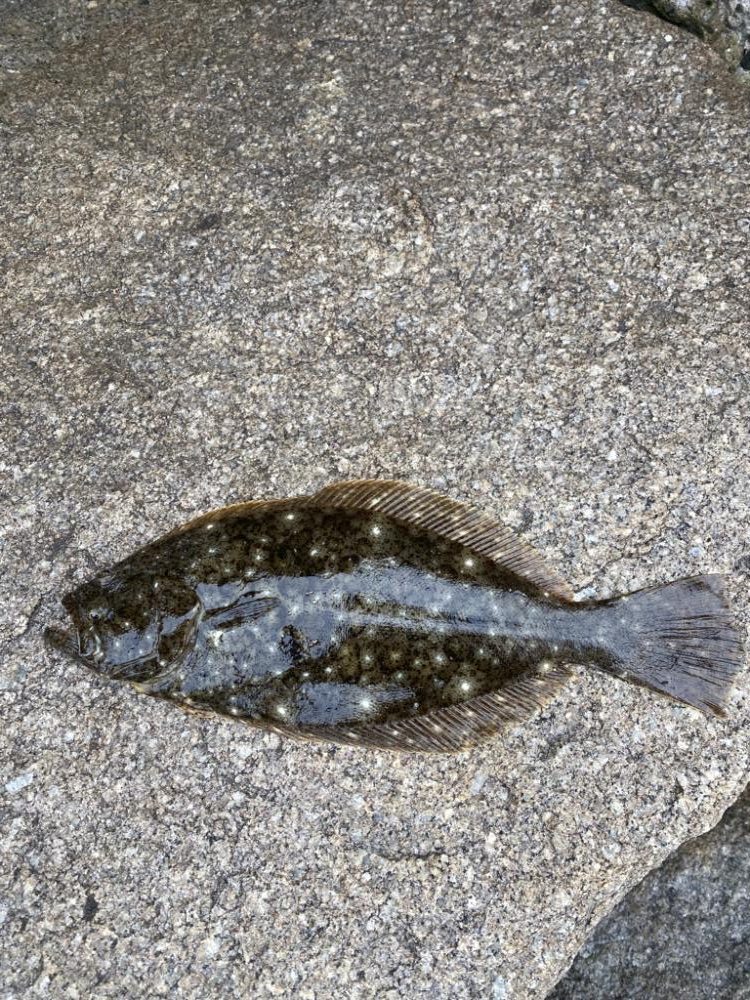 ヒラメ狙い撃ち