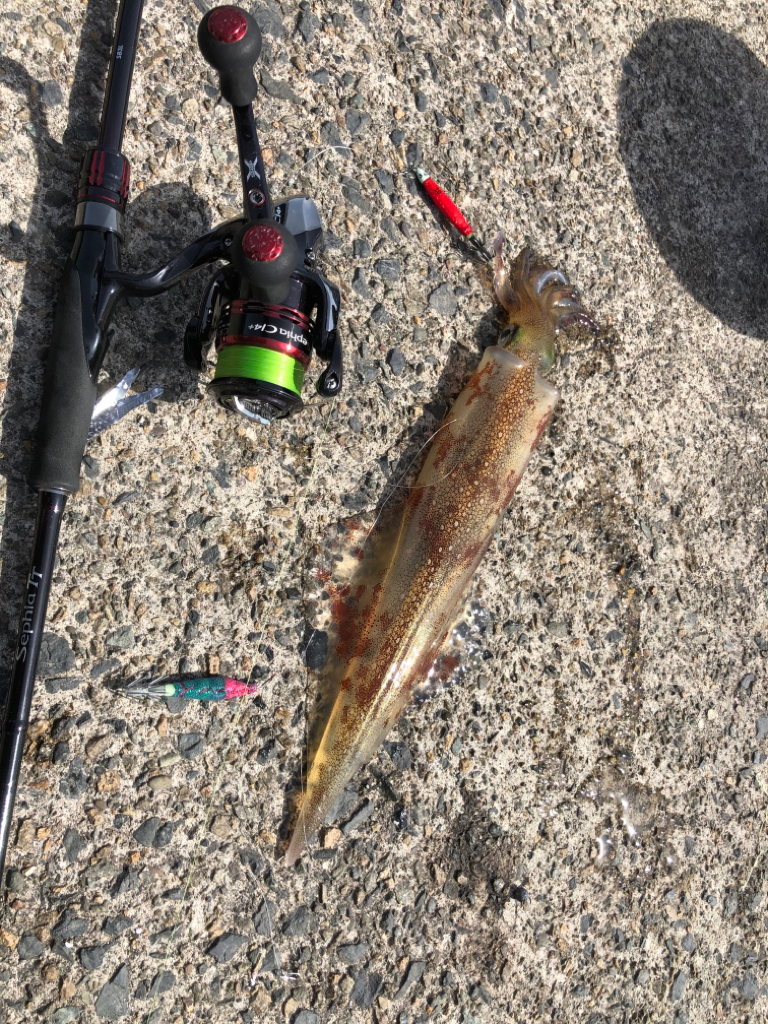 ぽかぽか天気にヤリました