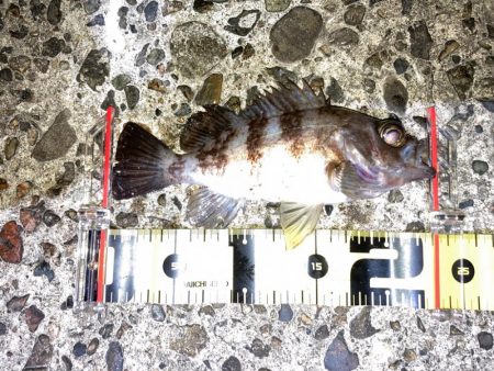 【メバリング】祝•尺越え！？