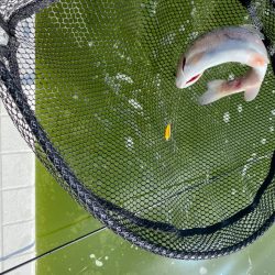 服部緑地　エリアトラウト