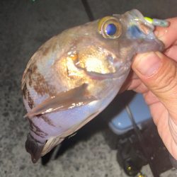 チビメバリング