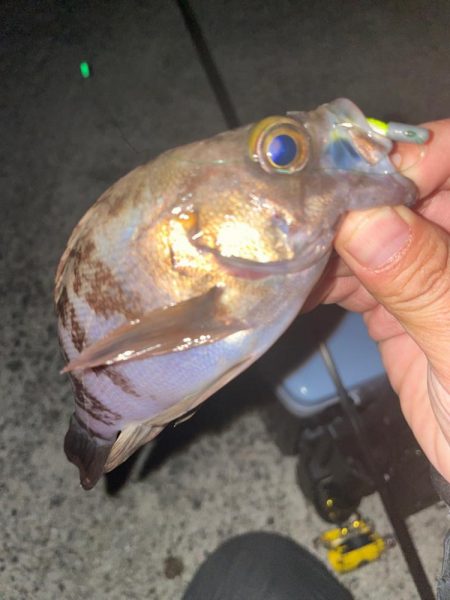 チビメバリング