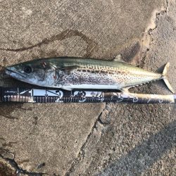 折れたシーバスロッドと引き換えに…