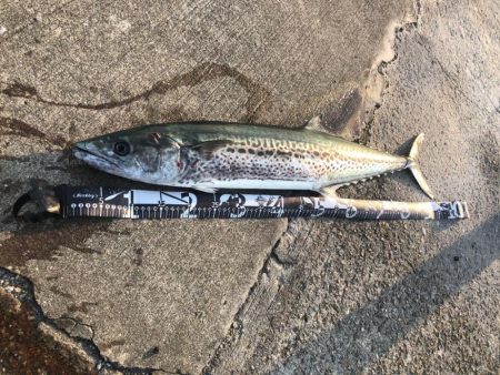 折れたシーバスロッドと引き換えに…