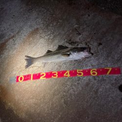 激しいエラ洗い