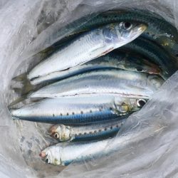 フィッシュイーターハンティング